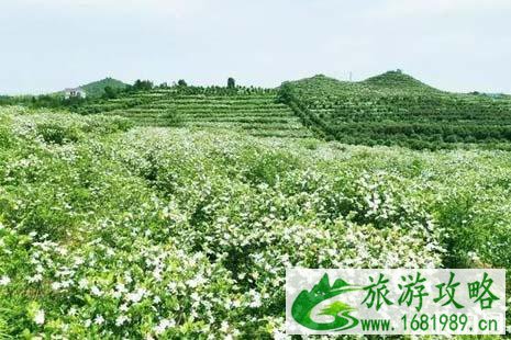 2022年夏季贵溪赏花地点推荐