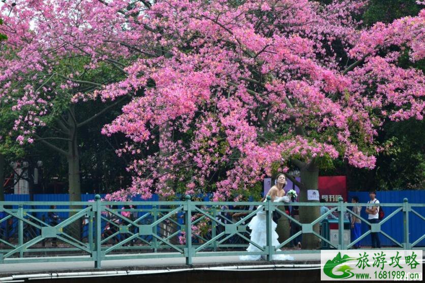 2022广州木棉花观赏地+花期+门票+交通 2022广州木棉花观赏地+花期+门票+交通
