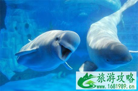 2022天津海昌极地海洋世界门票+优惠政策+项目介绍 2022天津海昌极地海洋世界门票+优惠政策+项目介绍