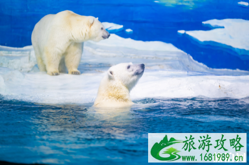 2022天津海昌极地海洋世界门票+优惠政策+项目介绍 2022天津海昌极地海洋世界门票+优惠政策+项目介绍