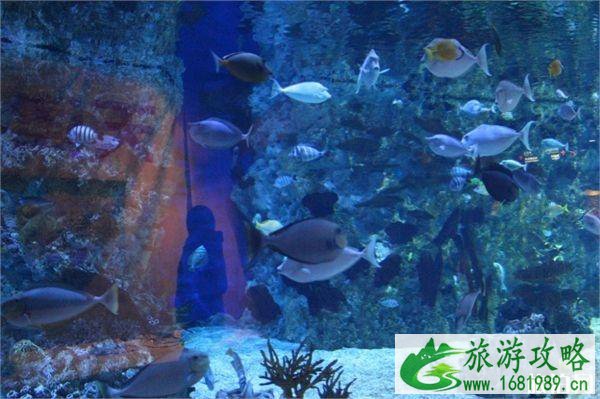 2022天津海昌极地海洋世界门票+优惠政策+项目介绍 2022天津海昌极地海洋世界门票+优惠政策+项目介绍