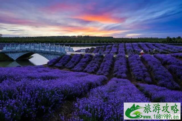 2022南京六月赏花攻略(地址+门票) 2022南京六月赏花攻略(地址+门票)
