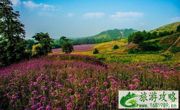 2022南京六月赏花攻略(地址+门票) 2022南京六月赏花攻略(地址+门票)