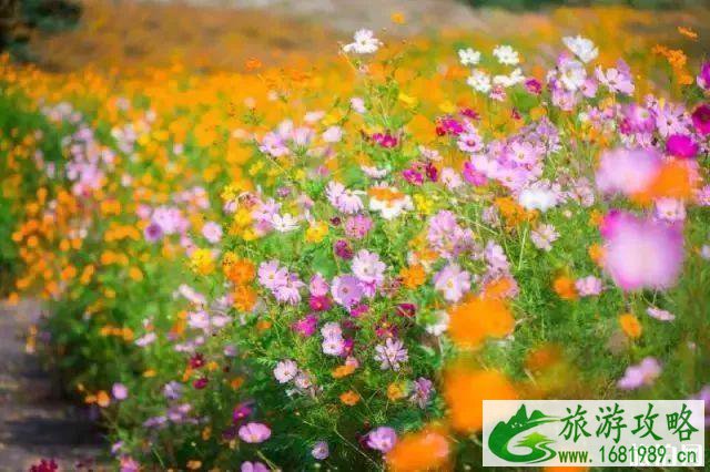 2022南京六月赏花攻略(地址+门票) 2022南京六月赏花攻略(地址+门票)