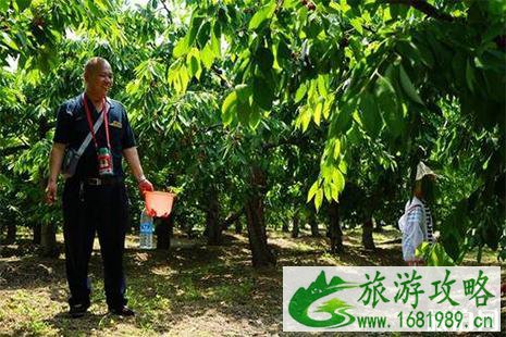北京西集樱桃采摘节 地址+电话号码 北京西集樱桃采摘节 地址+电话号码