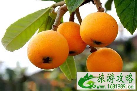 南充枇杷采摘攻略