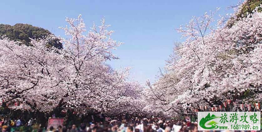 2022日本赏花时间表+地址 2022日本赏花时间表+地址