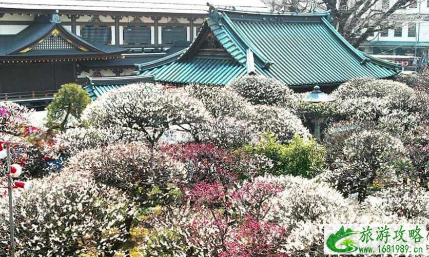 2022日本赏花时间表+地址 2022日本赏花时间表+地址