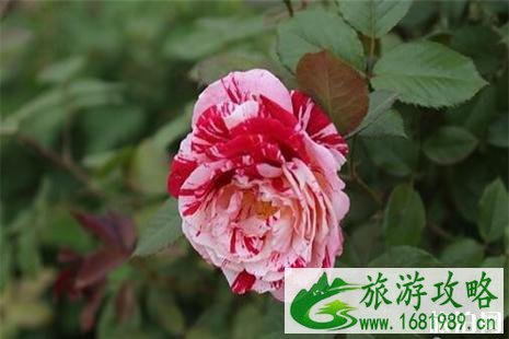 大荔县下寨镇新堡村月季赏花指南