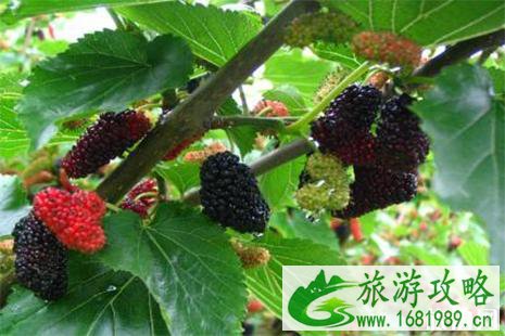 双流哪里可以采摘桑葚