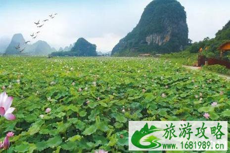 2022英德九龙峰林小镇荷花节活动攻略