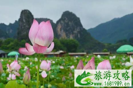 2022英德九龙峰林小镇荷花节活动攻略