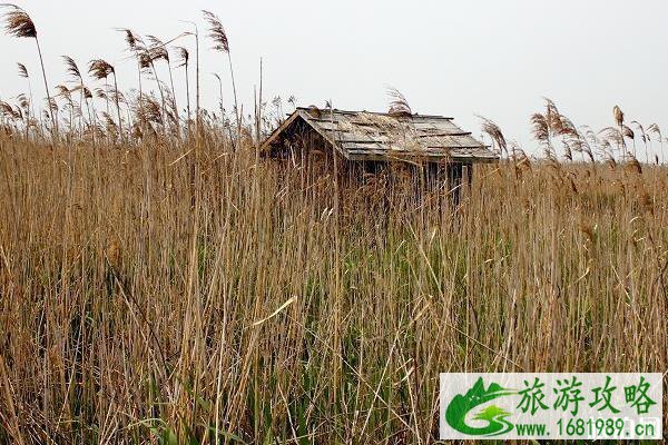 2022崇明岛旅游攻略 崇明岛旅游游记 2022崇明岛旅游攻略 崇明岛旅游游记