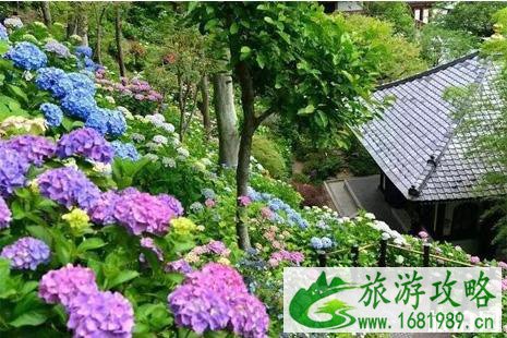 日本紫阳花盛花期2022 6月初日本哪里看紫阳花