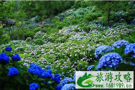 日本紫阳花盛花期2022 6月初日本哪里看紫阳花