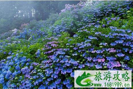 日本紫阳花盛花期2022 6月初日本哪里看紫阳花