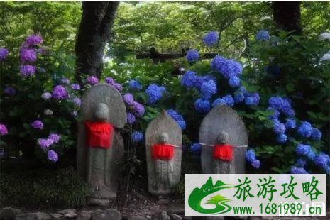 日本紫阳花盛花期2022 6月初日本哪里看紫阳花
