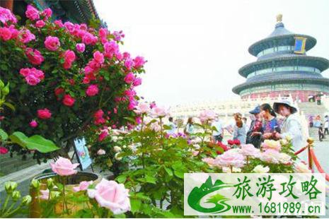 2022天坛公园月季花展 时间+门票+观赏指南