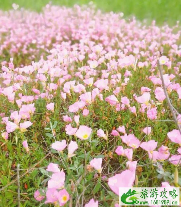 渭河湿地公园在哪里 渭河湿地公园地址在哪儿 渭河湿地公园在哪里 渭河湿地公园地址在哪儿
