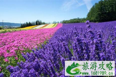 北海道薰衣草花期2022 北海道富良野薰衣草观赏地推荐 北海道薰衣草花期2022 北海道富良野薰衣草观赏地推荐