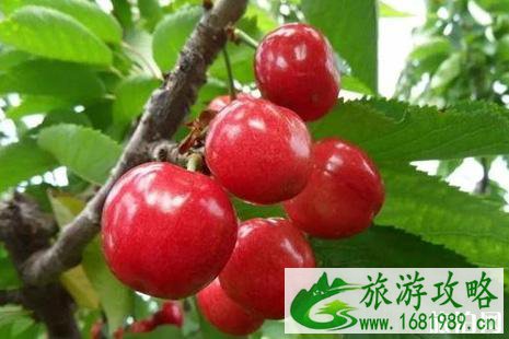 2022长清樱桃采摘时间+地点+介绍