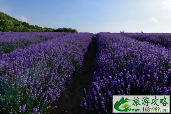 2022年雪浪山薰衣草开放时间+交通指南 2022年雪浪山薰衣草开放时间+交通指南