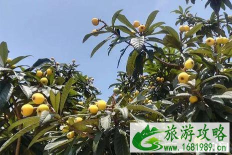 2022新民乡山上村枇杷文化旅游节活动攻略