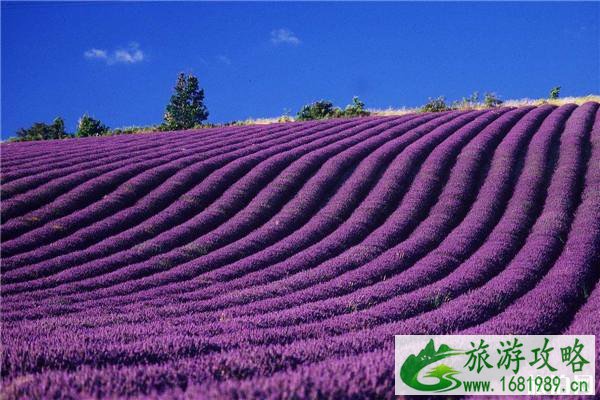 2022普罗旺斯薰衣草几月开 普罗旺斯有什么景点 2022普罗旺斯薰衣草几月开 普罗旺斯有什么景点