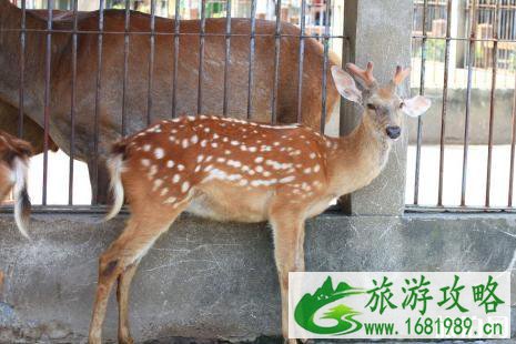 2022苏州上方山动物园免费开放日时间+预约指南 2022苏州上方山动物园免费开放日时间+预约指南