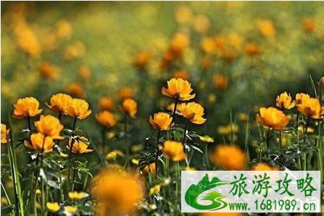 2022年六月去哪里赏花好
