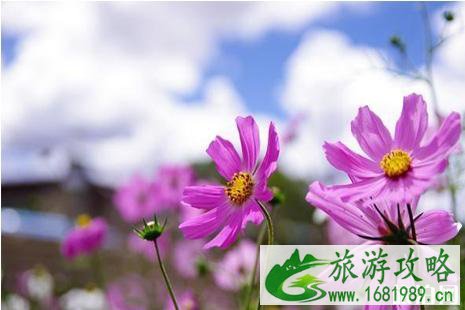 2022年六月去哪里赏花好