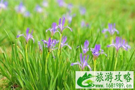 2022年六月去哪里赏花好