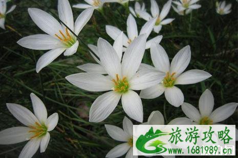 2022年六月去哪里赏花好