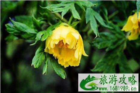 2022年六月去哪里赏花好