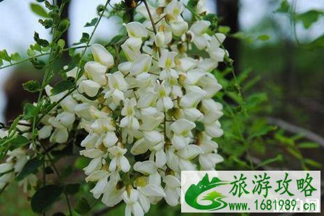 2022年六月去哪里赏花好