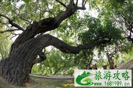 2022无棣县千年古桑旅游文化节活动攻略