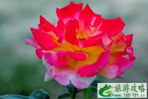 北京哪个公园月季花多 北京市内公园月季花观看地推荐 北京哪个公园月季花多 北京市内公园月季花观看地推荐