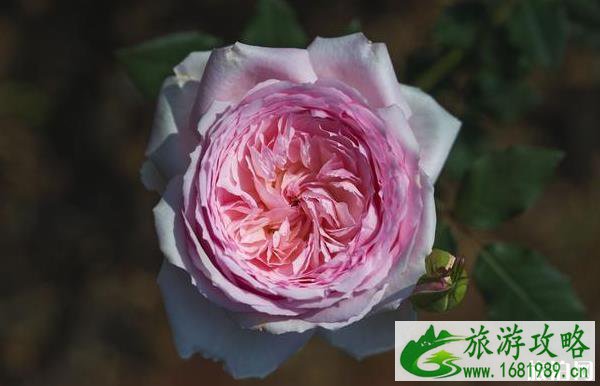 北京哪个公园月季花多 北京市内公园月季花观看地推荐 北京哪个公园月季花多 北京市内公园月季花观看地推荐