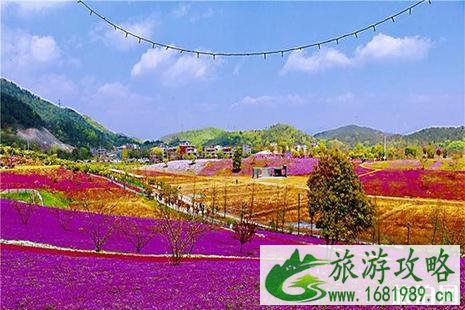 义乌后宅花间乐园门票信息 附芝樱花花期