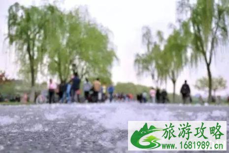 2022北京柳絮什么时候结束 2022北京柳絮什么时候结束