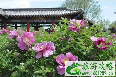 2022鄂尔多斯牡丹文化旅游节活动信息