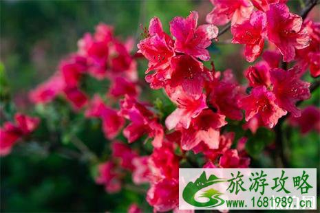 2022广东清远金子山杜鹃花 杜鹃花节活动内容