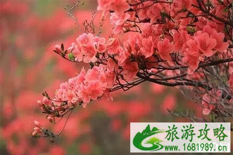 2022广东清远金子山杜鹃花 杜鹃花节活动内容