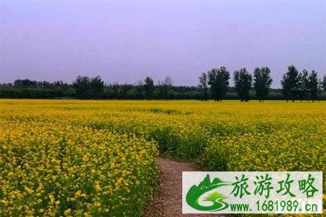 2022北京顺义区天竺镇千亩花海赏玩攻略 2022北京顺义区天竺镇千亩花海赏玩攻略