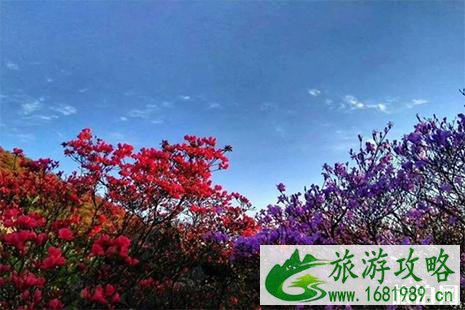 2022五一百里杜鹃还有花吗