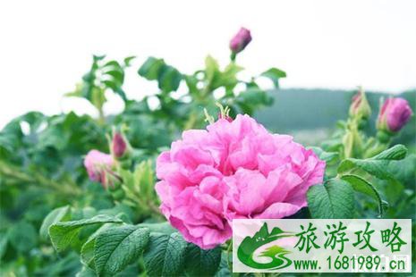2022平阴玫瑰文化节5月10日开启 附赏花攻略