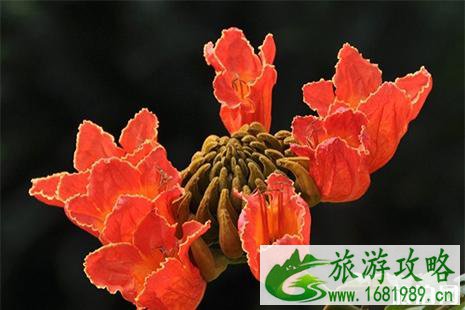 2022五一深圳公园活动汇总