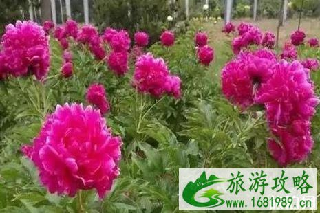 2022乐亭牡丹节活动介绍