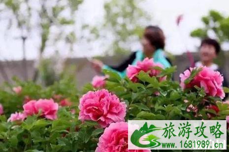 2022乐亭牡丹节活动介绍