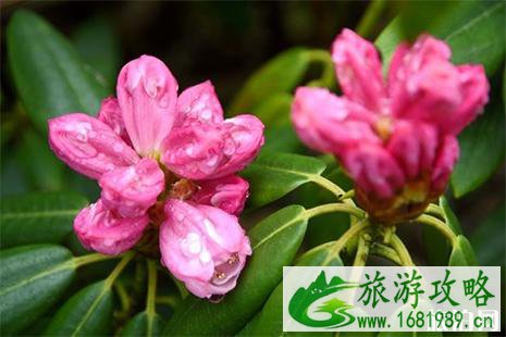 2022五一国内杜鹃花花期预告 附全国赏杜鹃花胜地